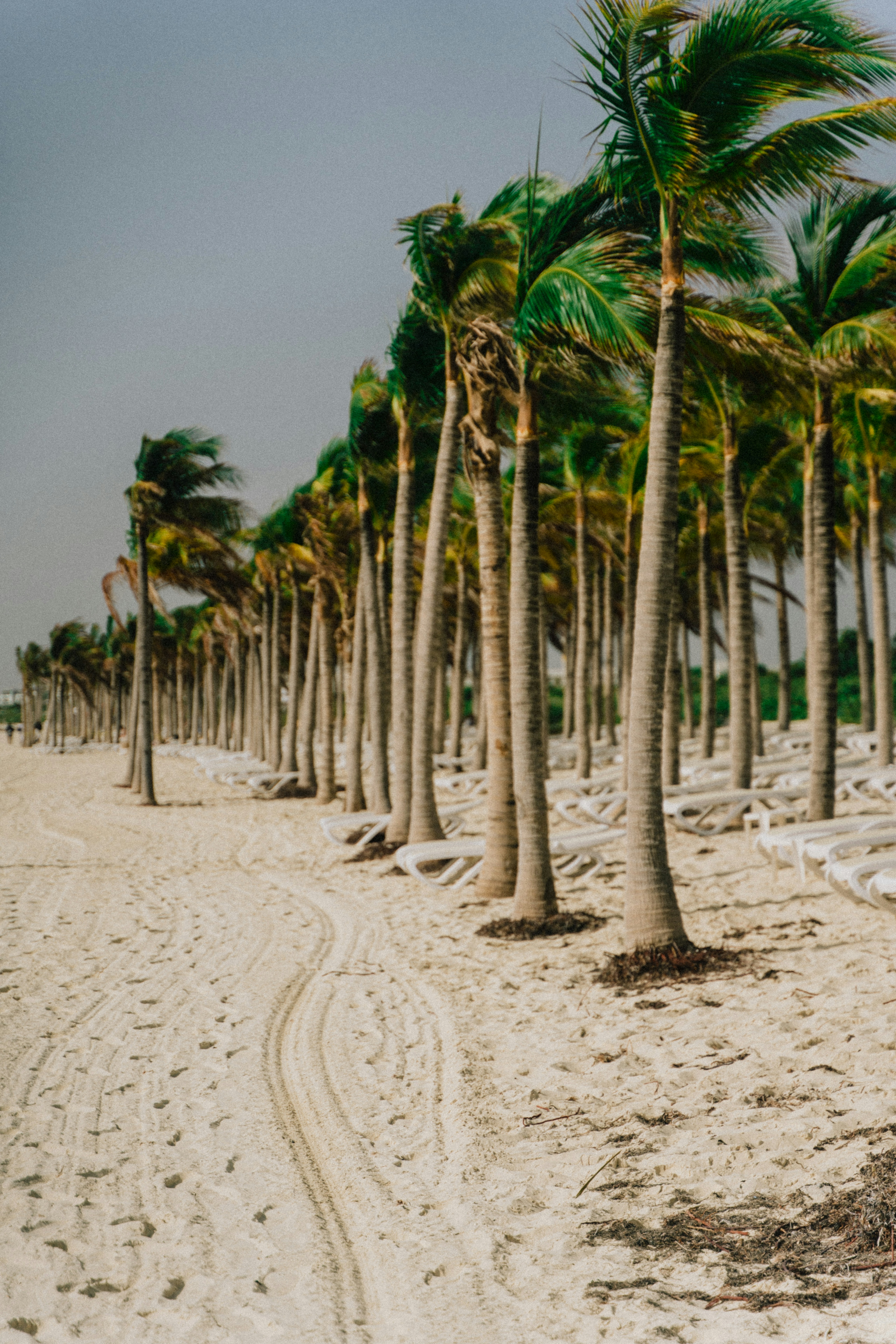 Palm Row