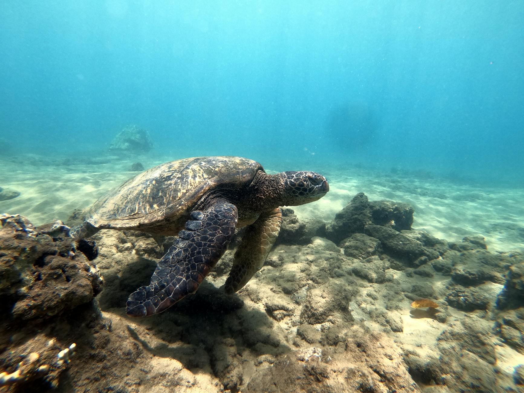 Best Snorkeling Spots in Hawaii, Ranked by Island