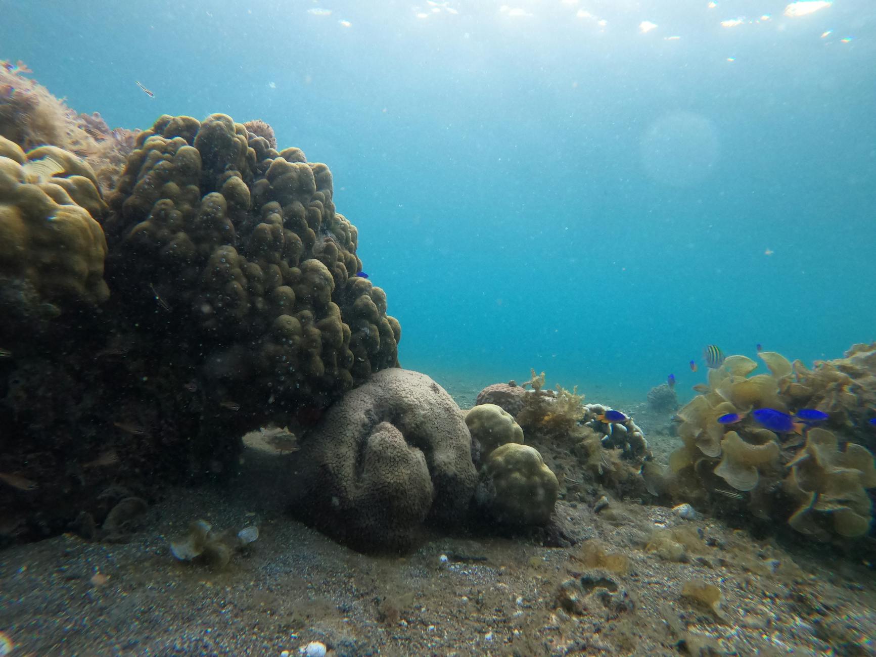 Snorkeling Cabo Pulmo: A UNESCO Reef I'd Drive Two Hours For