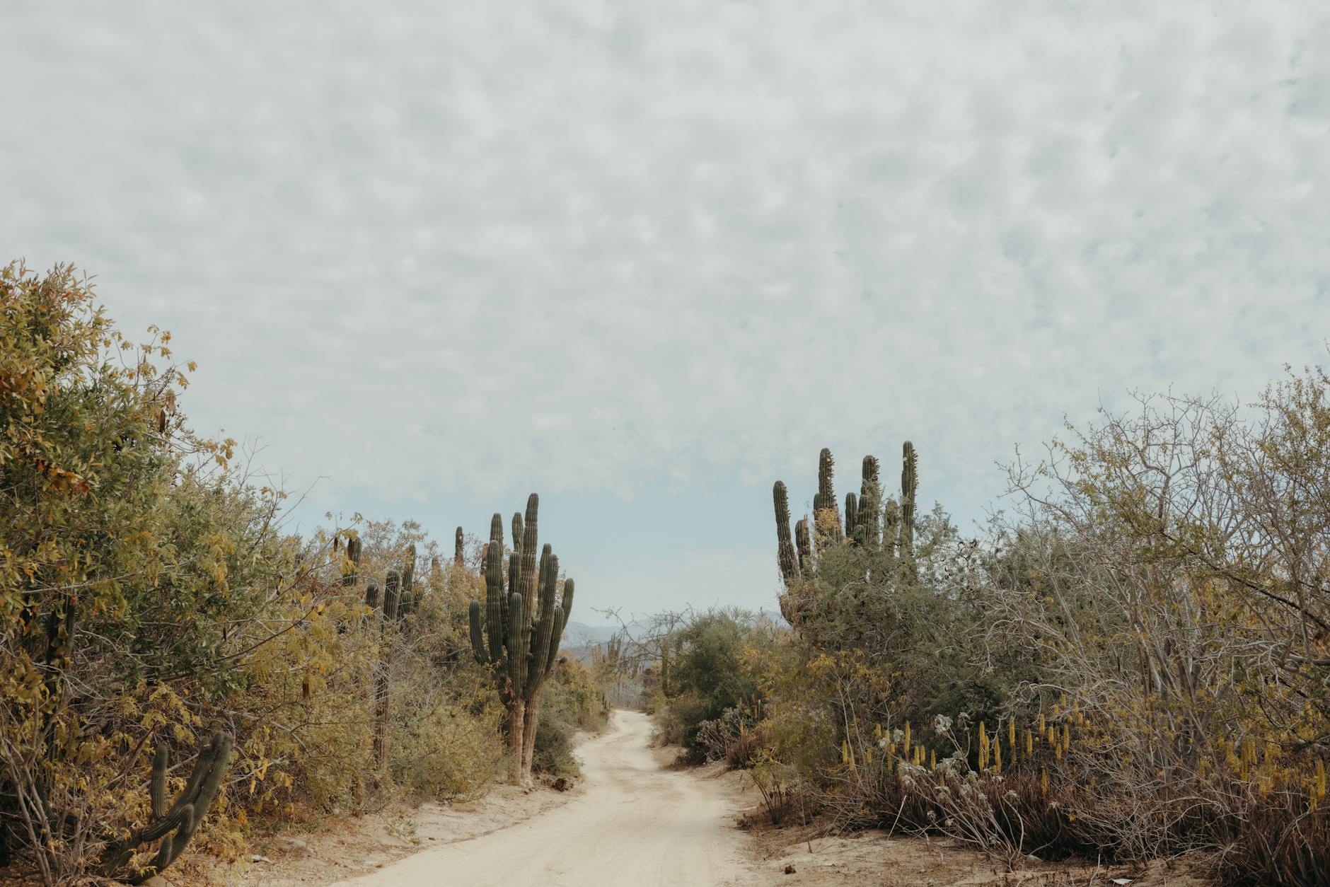 East Cape Baja: A Quiet, Wild Side Most Tourists Miss