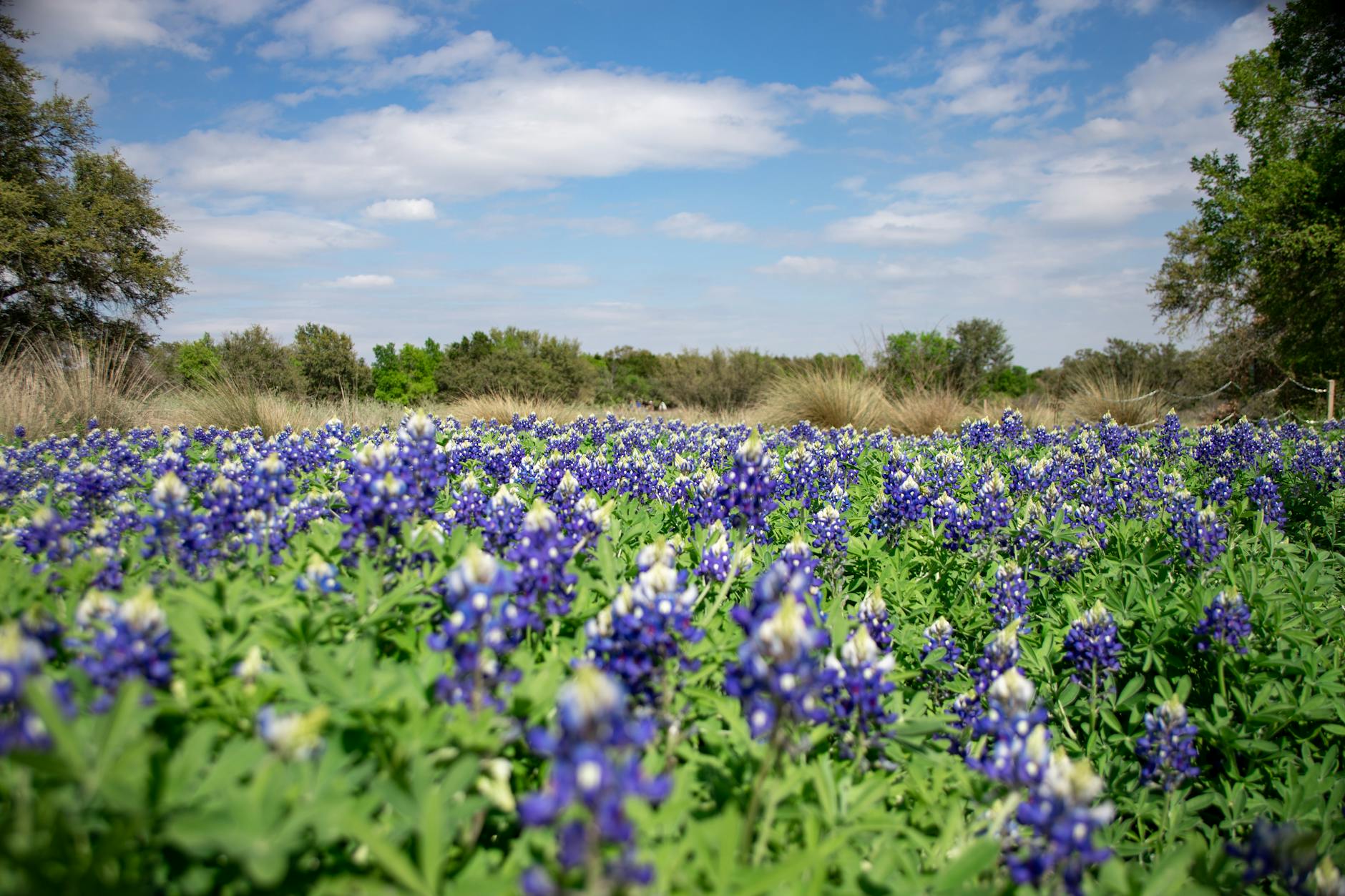 Texas Travel Guide: Austin, Hill Country, Marfa, and the Big Bend Wild