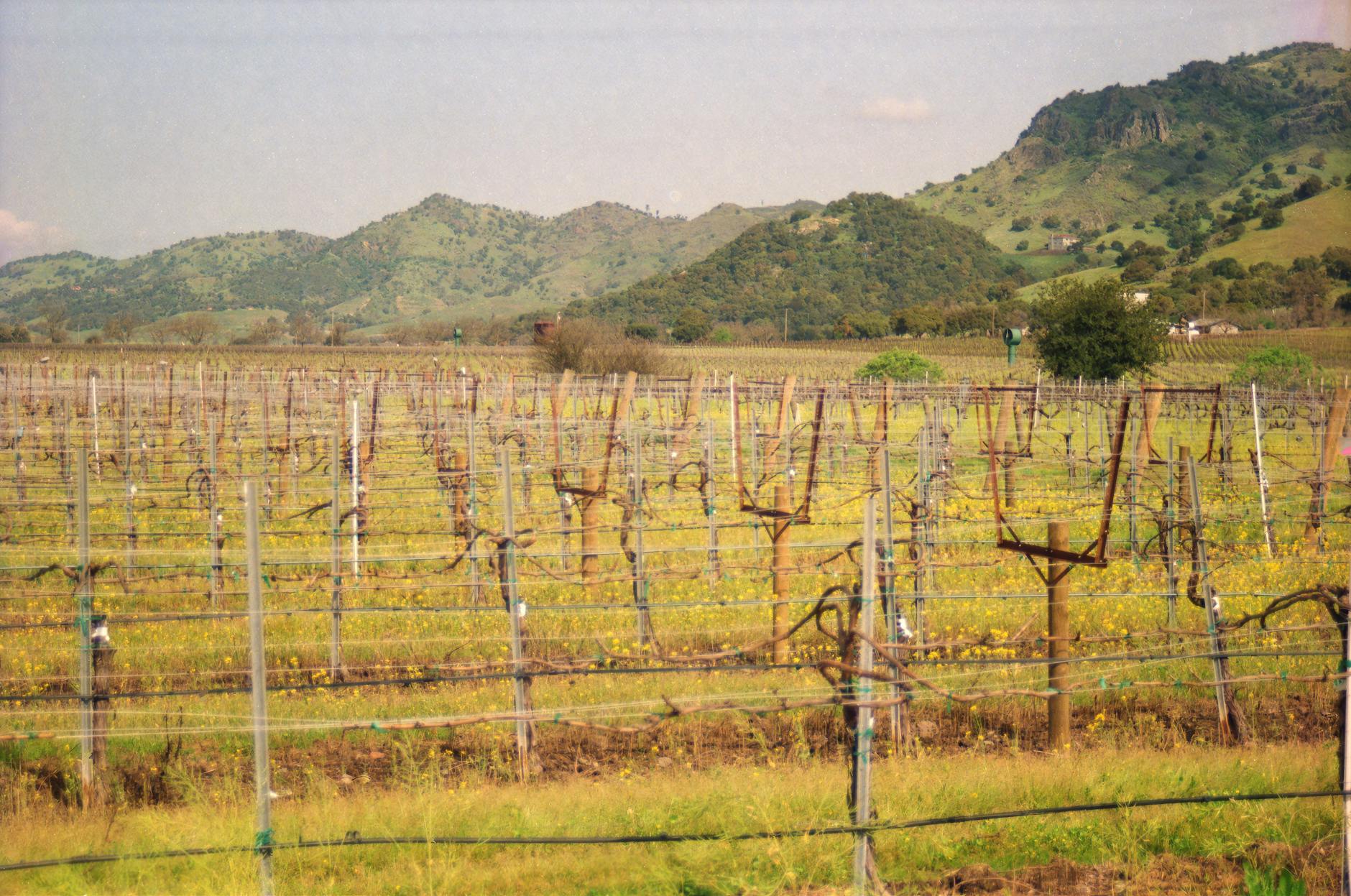 Texas Hill Country Wineries: A Day-Trip Itinerary From Austin