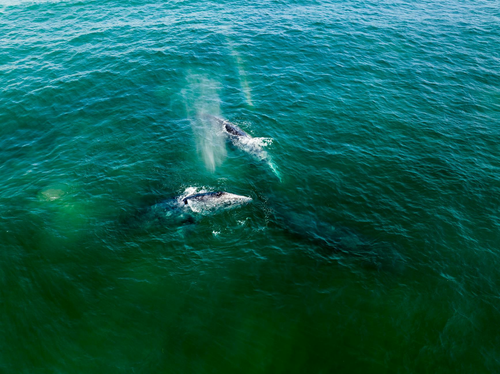Whale Watching in Baja: When (and Where) to Actually See Them