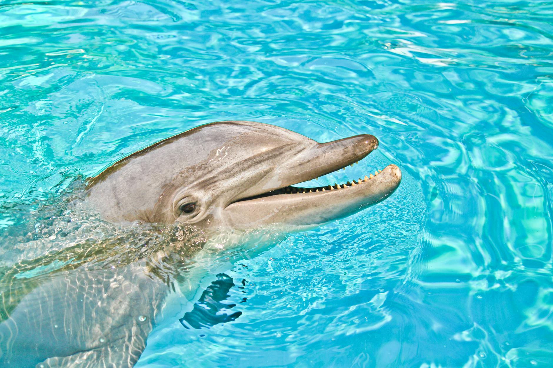 Xcaret's Dolphin Program: Honest Review and the Ethics