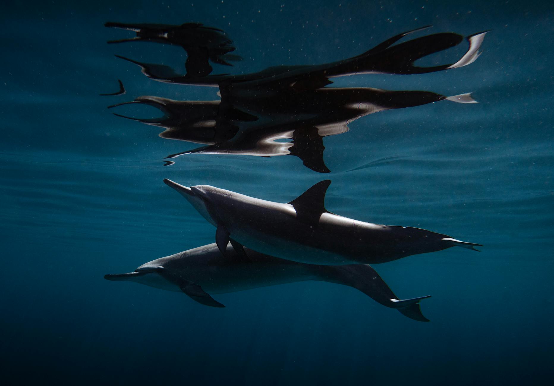 Xcaret's Photo Packages: Are They Worth the Money?