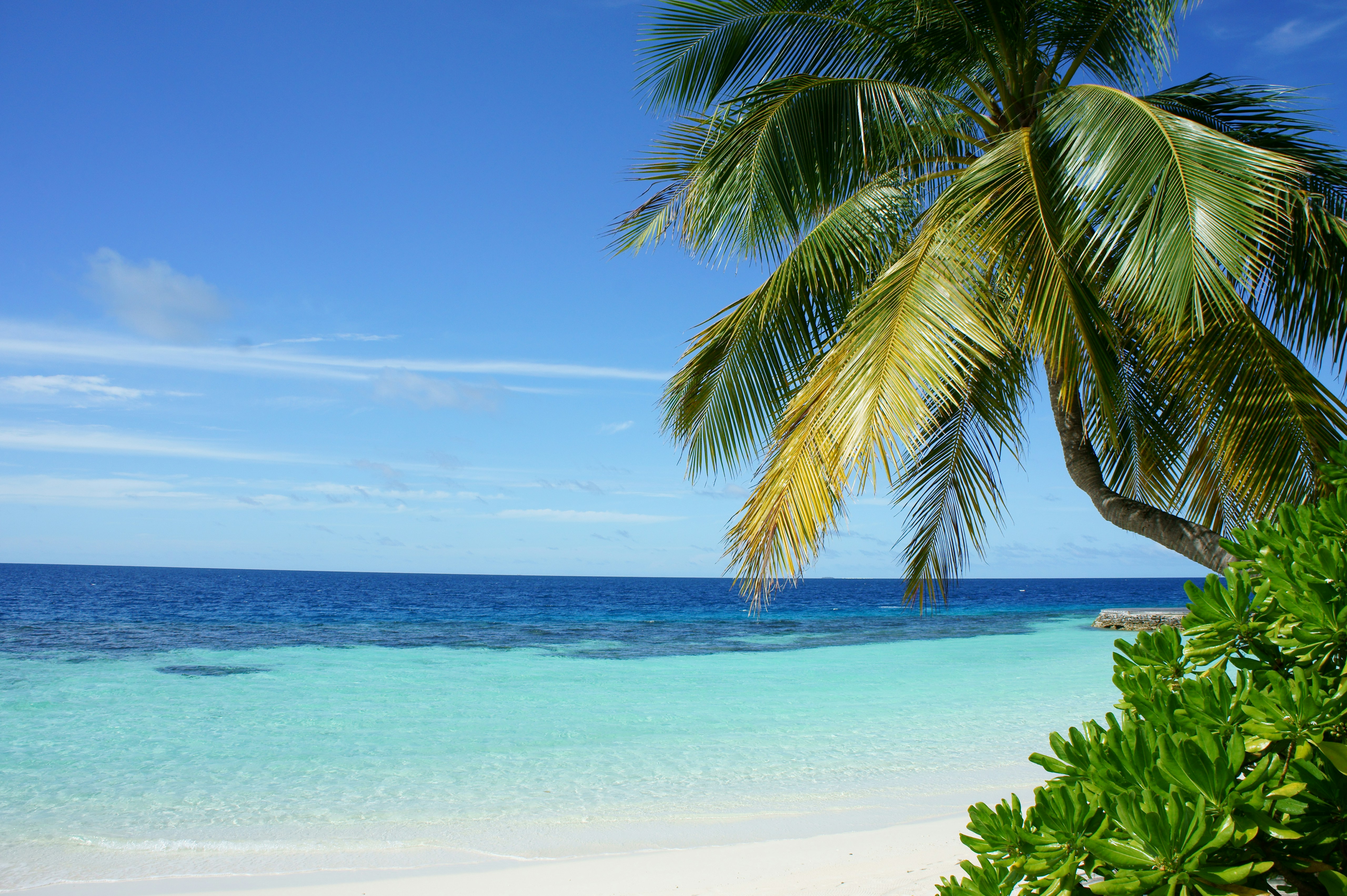 Palm Ocean