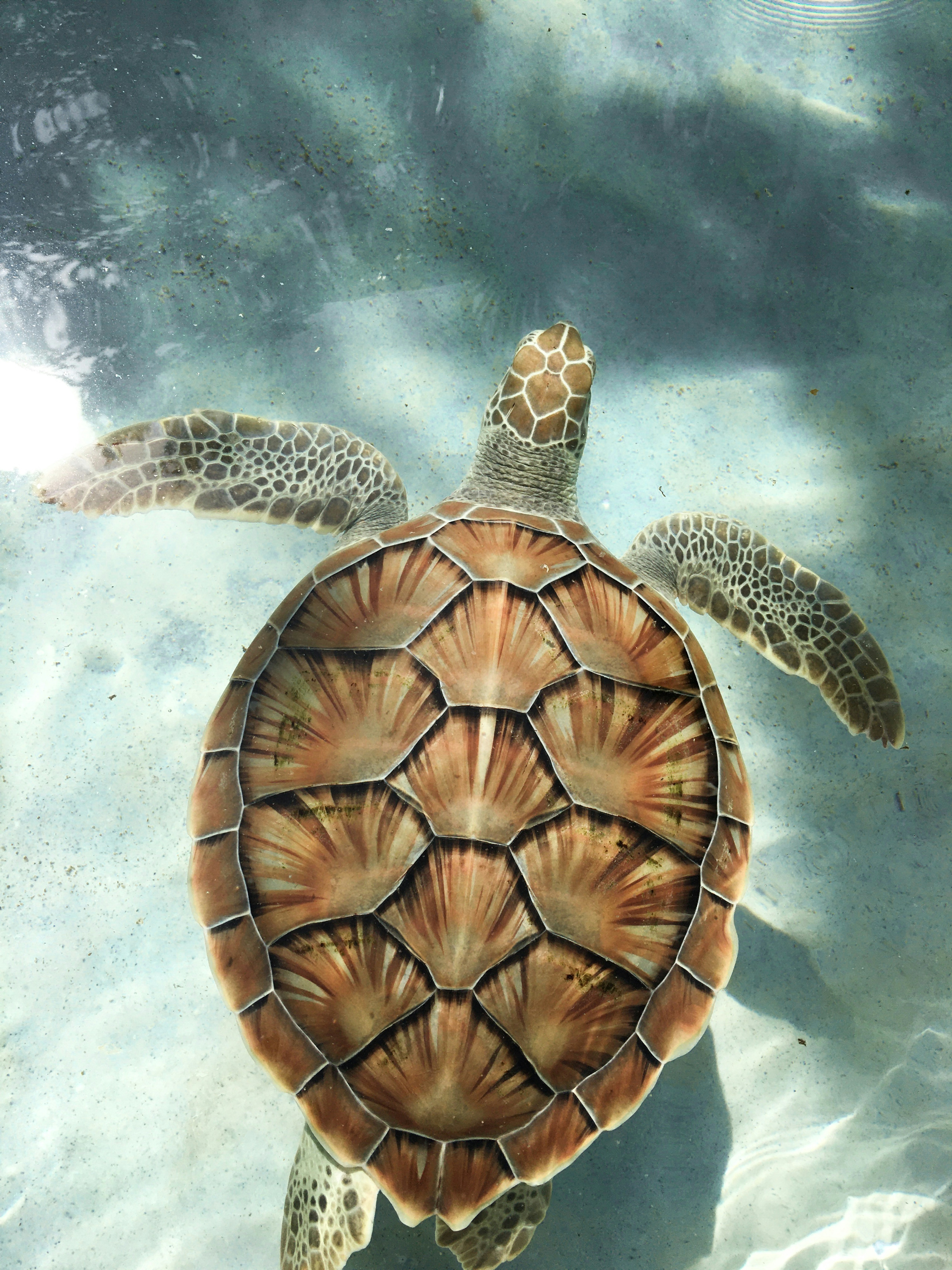 Sea Turtle